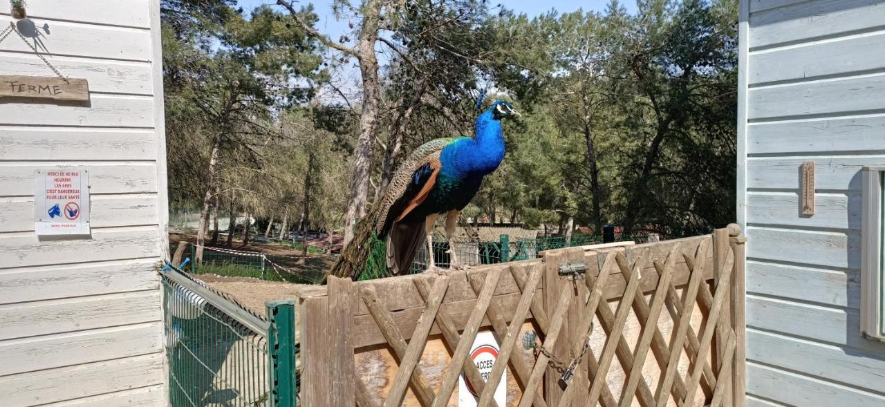 Charmant T2 Climatise Avec Belle Vue , Golf De Pont-Royal マルモール エクステリア 写真